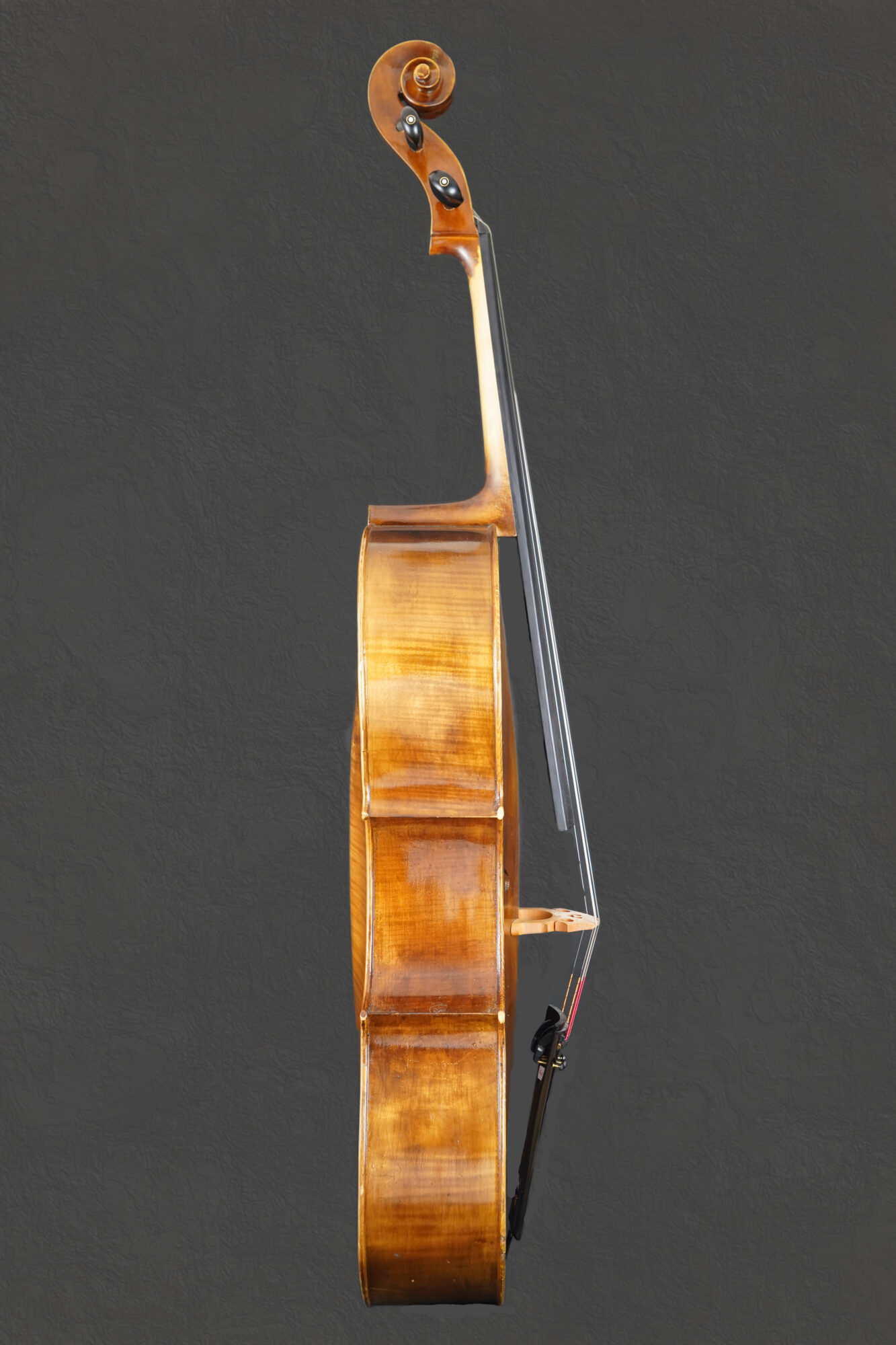 violoncello cesarini, fascia